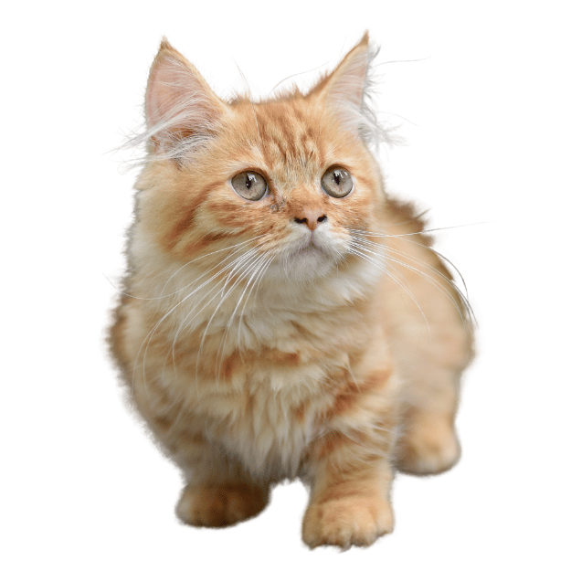 Image of a Munchkin cat as one of the cats with short legs