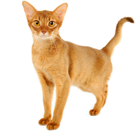 Image of an Abyssinian Cat at a Healthy Weight