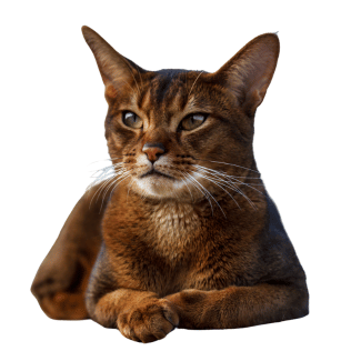 Image of a Abyssinian cat as one of the cat Breeds with big ears