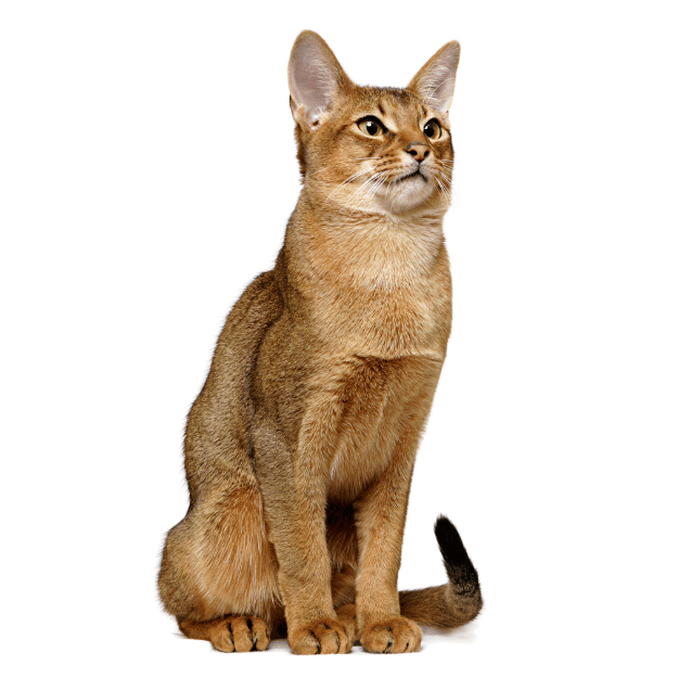 abyssinian cat with Ruddy coat Image