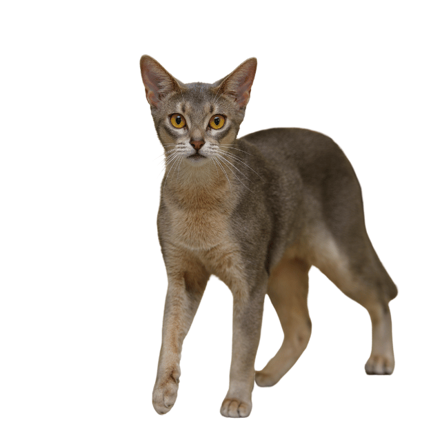 Abyssinian cat with blue coat Image