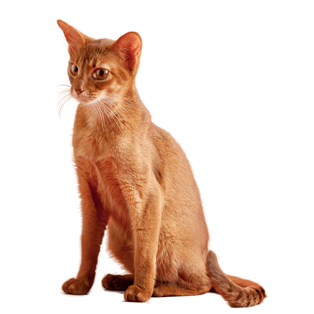 abyssinian cat with red coat image