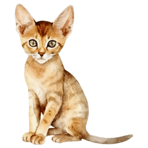 Abyssinian Kitten