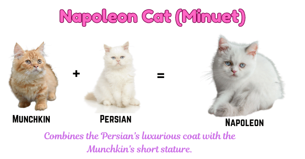 A visual illustrating that the Napoleon Cat is a crossbreed between Munchkin and Persian cats.