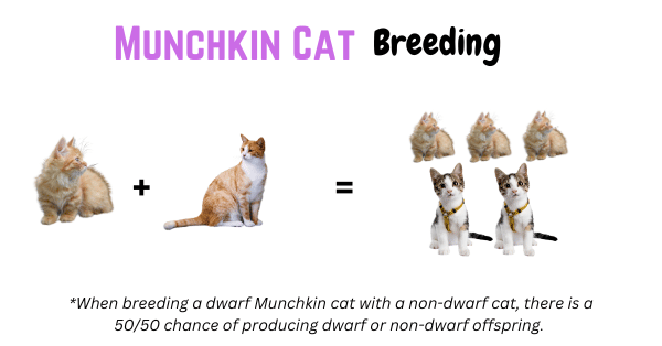 An illustrative image depicting the breeding process between a dwarf Munchkin cat and a normal-sized cat, highlighting the genetic outcomes and reducing risks in offspring.