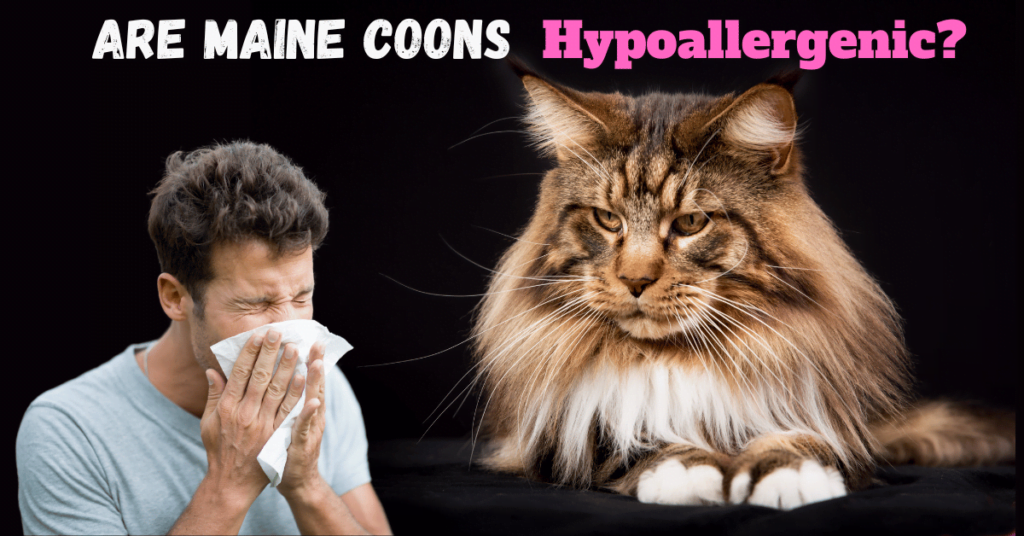 Are Maine Coon Cats Hypoallergenic featured image