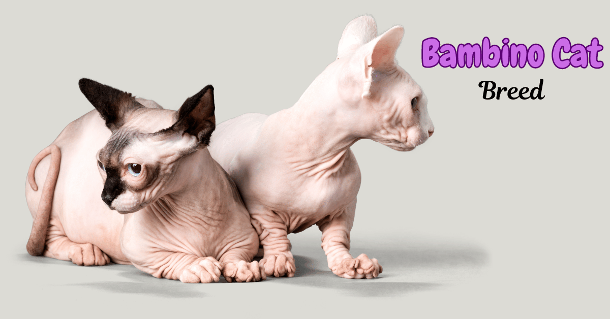 Bambino Cat Breed Featured Image