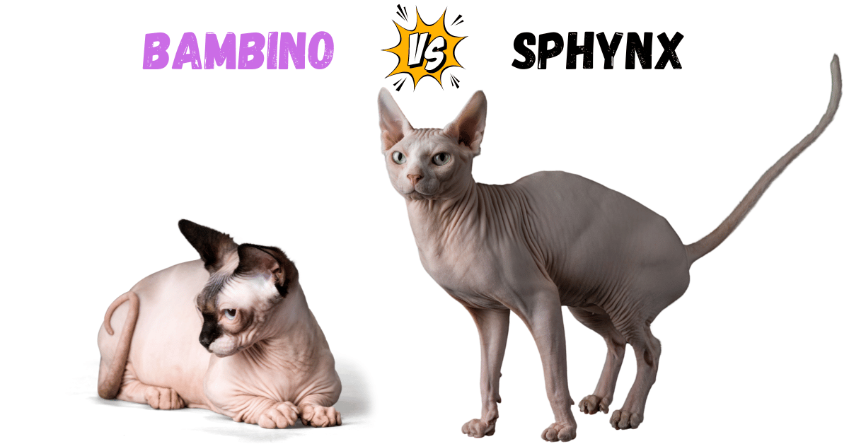 Bambino Cat vs Sphynx: The Battle of the Bald Beauties