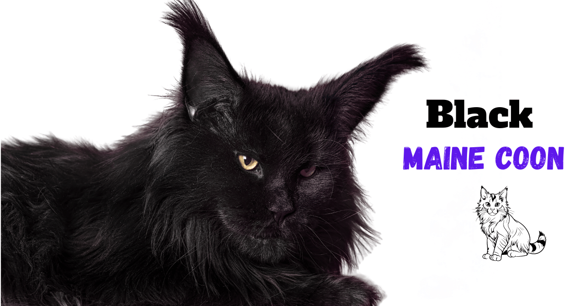 Black Maine Coon: Discover the Dark Side of Feline Grace