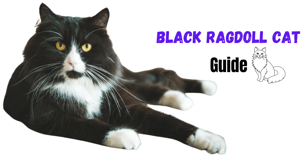 The Unique Appeal of the Black Ragdoll Cat