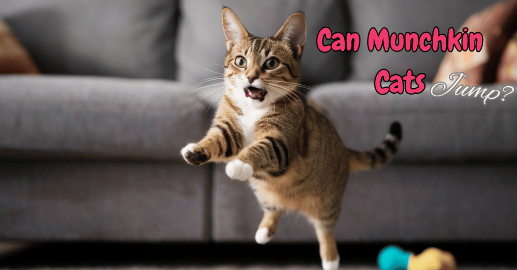 Can a Munchkin Cat Jump Post Featured Image