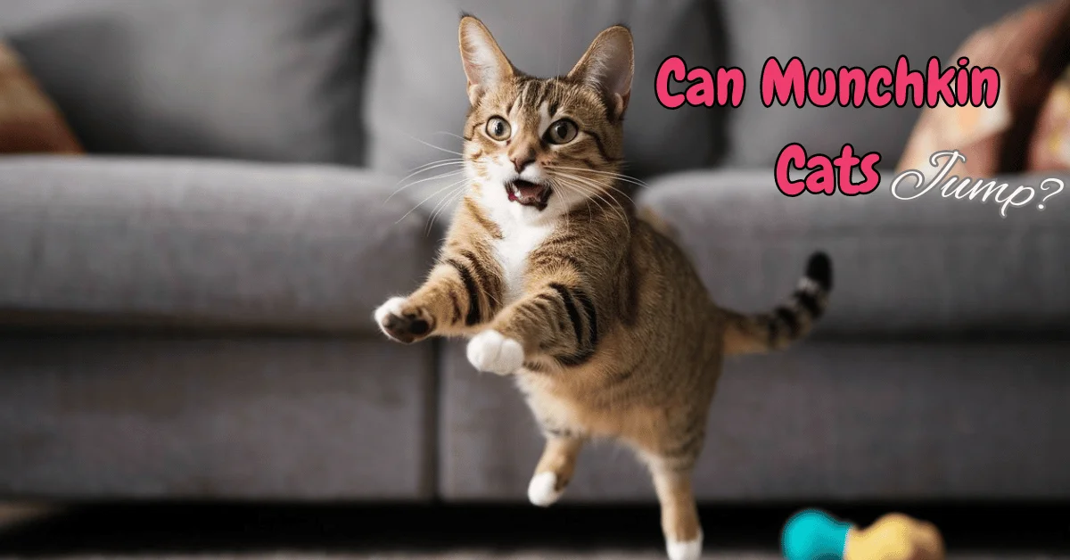 Can a Munchkin Cat Jump as High as Other Cats?: Surprising Truths