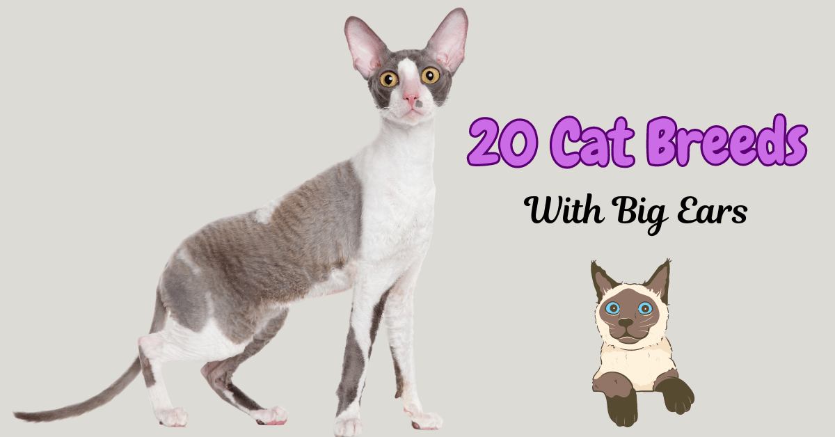 20 Cat Breeds with Big Ears You’ll Love: Ears to You