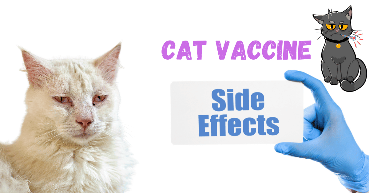 A Look at Cat Vaccine Side Effects: Feline Reactions 101