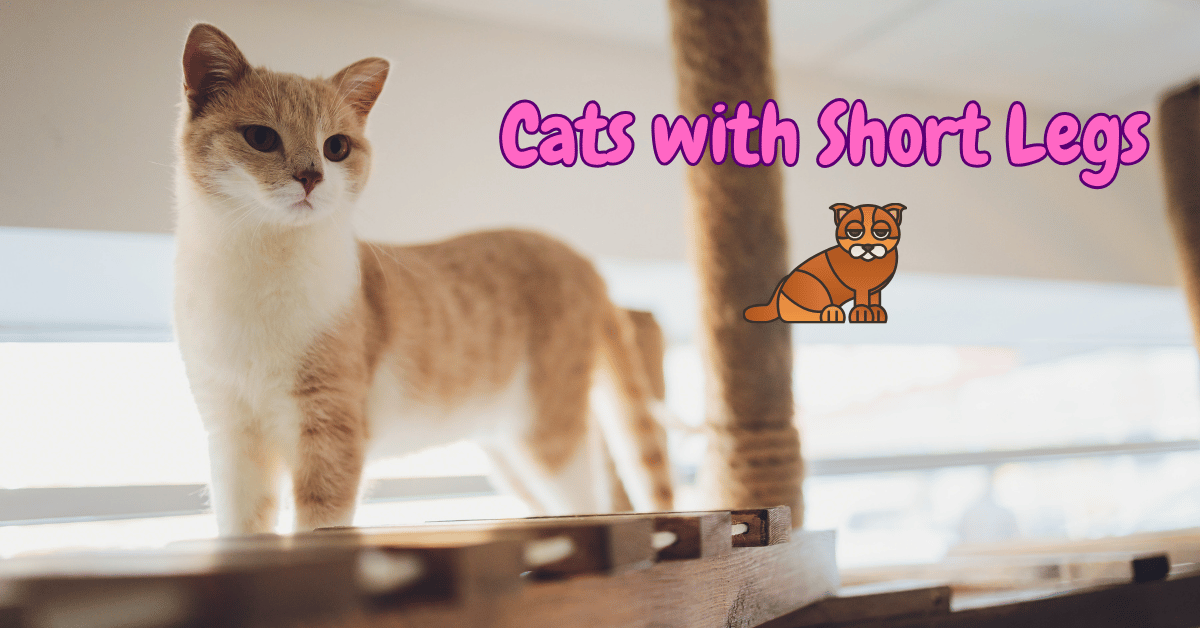 Cats with short legs Featured Image