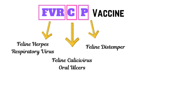 Diagram illustrating the FVRCP vaccine for cats, showing Feline Viral Rhinotracheitis (FVR), Feline Calicivirus (C), and Feline Panleukopenia (P) components