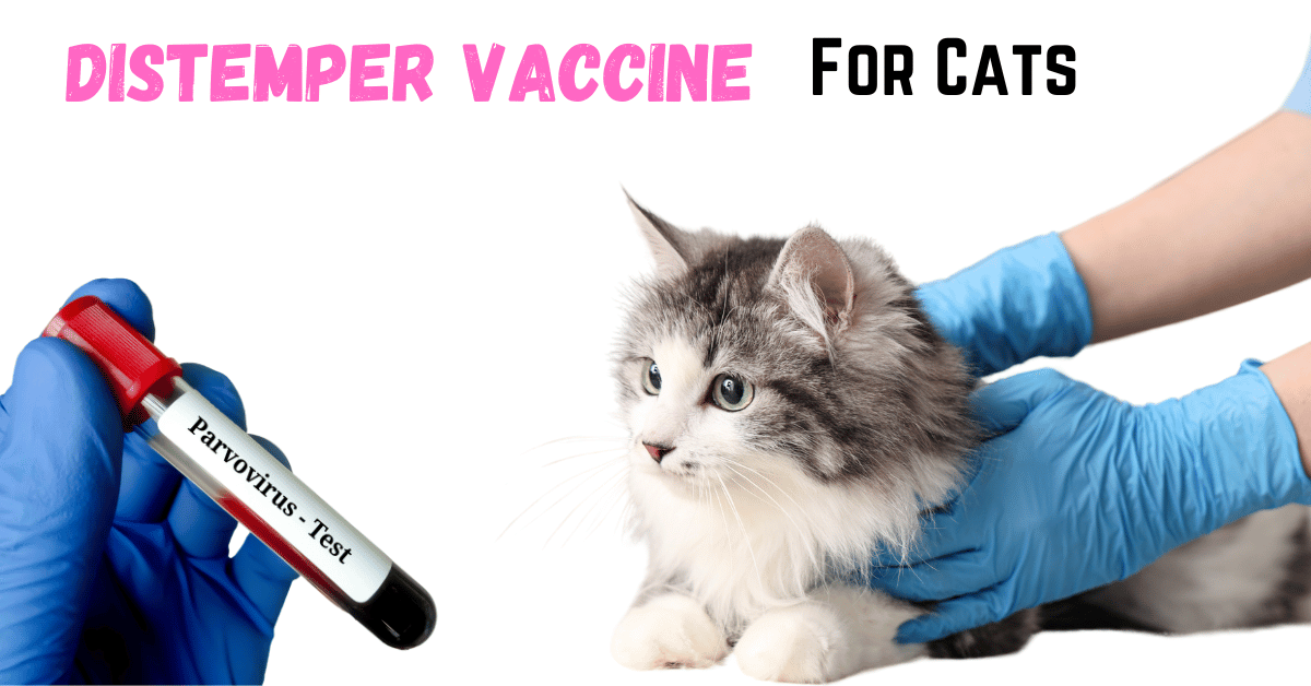 The Essential Guide to the Distemper Vaccine for Cats: Shielding Whiskers