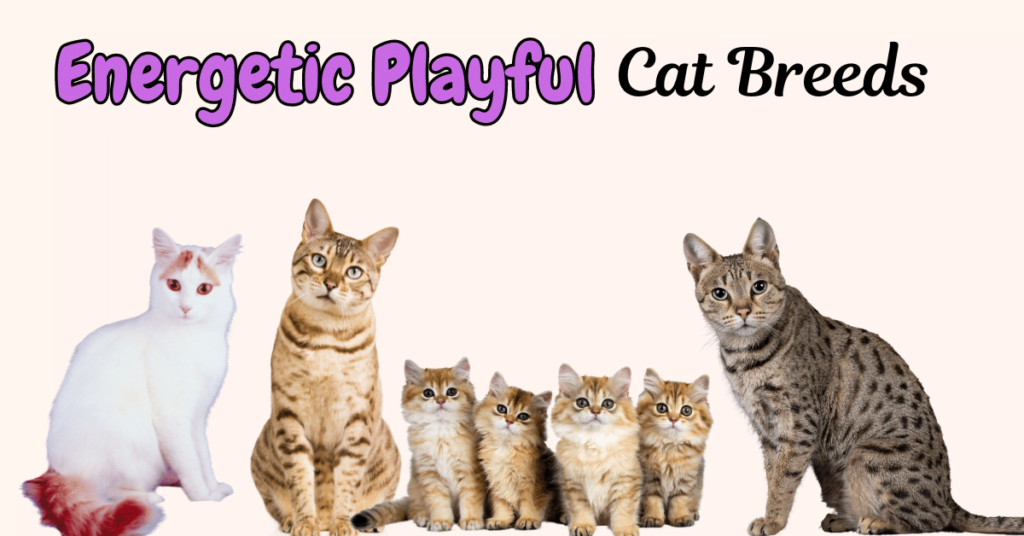 Energetic Playful Cat Breeds Featured Image