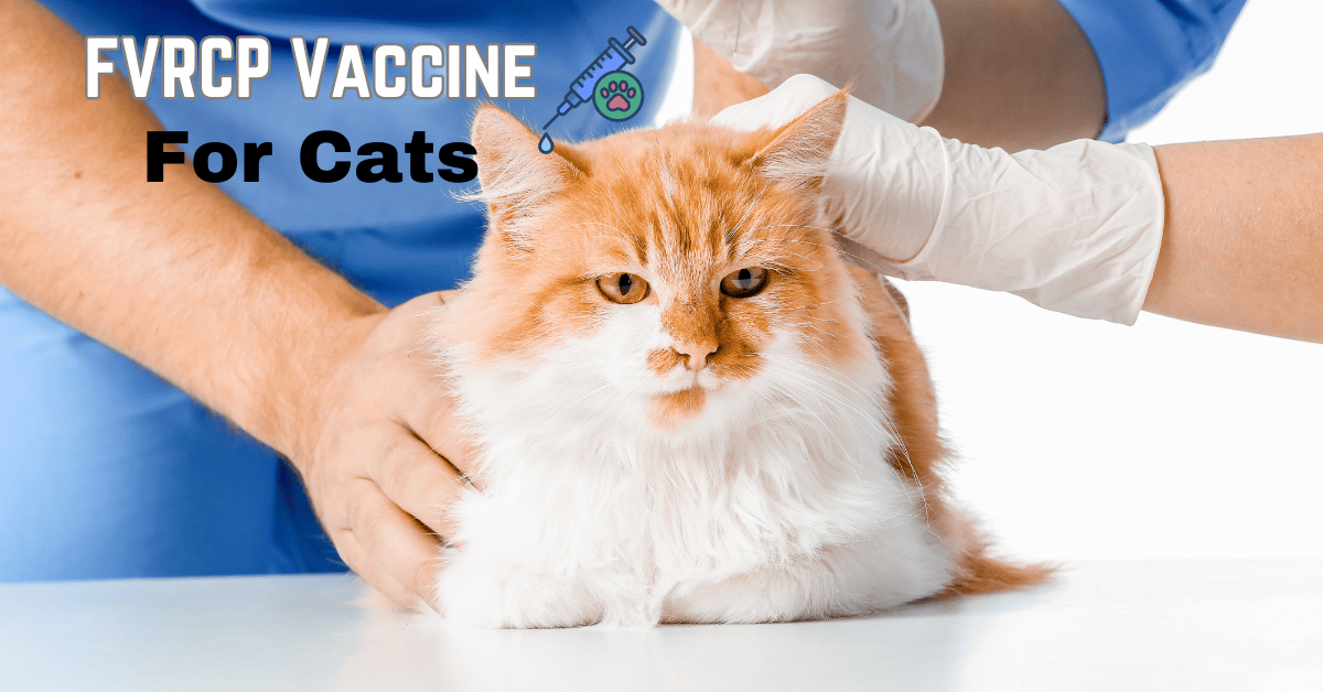 FVRCP Vaccine for cats Featured Image