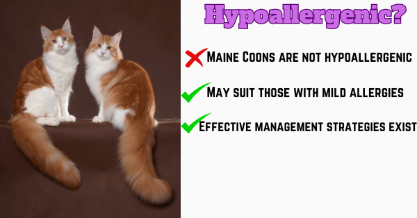 Graphic answering the question: Are Maine Coons hypoallergenic?