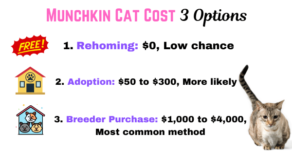 Graphic illustrating the cost of a Munchkin Cat, comparing options such as rehoming, adoption, and purchasing from a breeder.