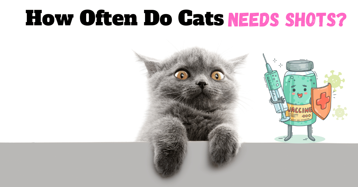 How Often Do Cats Need Shots?: Keeping Up with Kitty Care