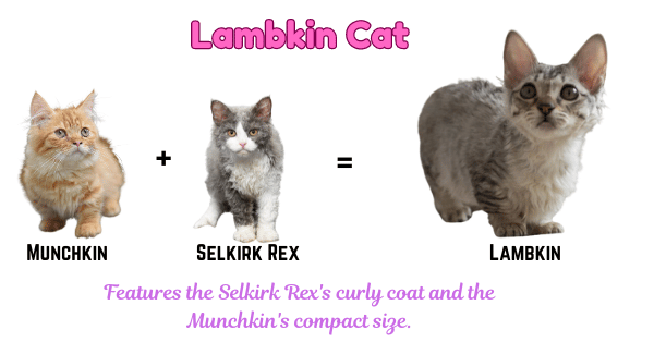 Image displaying the Lambkin, a crossbreed between Munchkin and Selkirk Rex cats