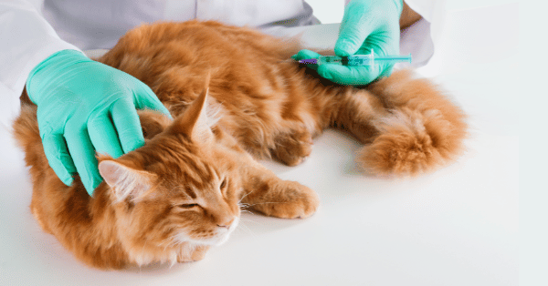 Image showing a cat receiving a vaccine from a veterinarian