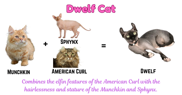 Image illustrating the Dwelf, a crossbreed with the elf-like ear curl of American Curls and the hairless skin of Sphynx, all built on a Munchkin's short-legged frame