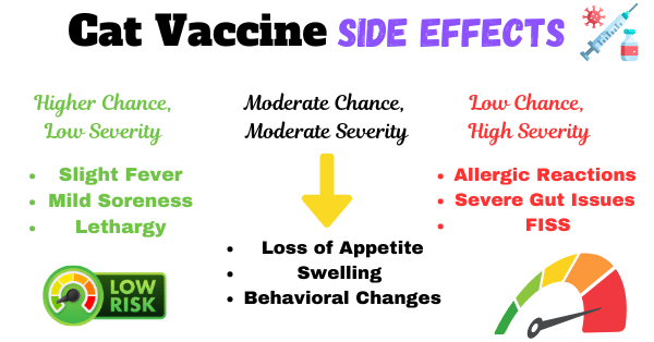 Image illustrating various cat vaccine side effects categorized by severity and likelihood.