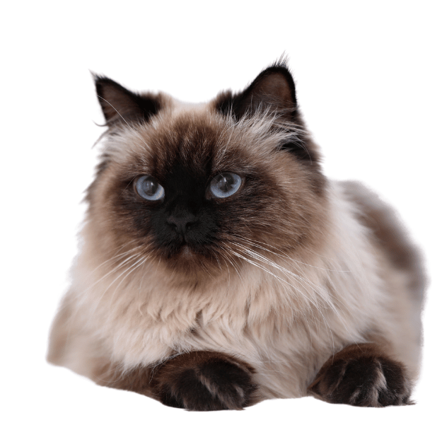 Image of a Balinese cat as one of the cat breeds with big ears