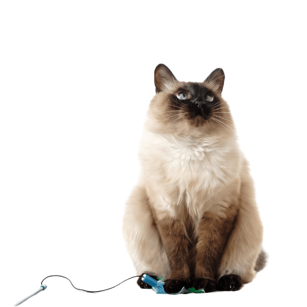 Image of a Balinese cat as one of the energetic playful cat Breeds