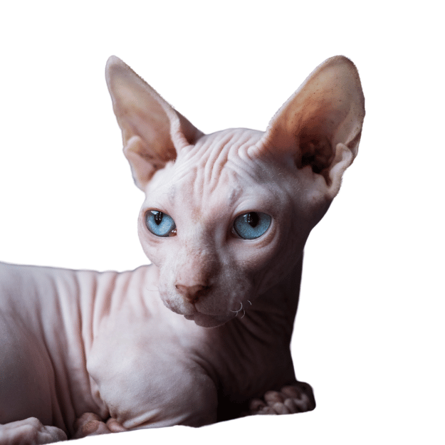 Image of a Bambino Cat showing it's blue eyes