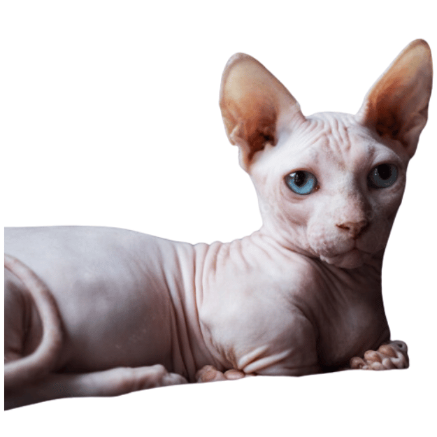 Image-of-a-Bambino-cat-one-of-the-hairless cat breeds