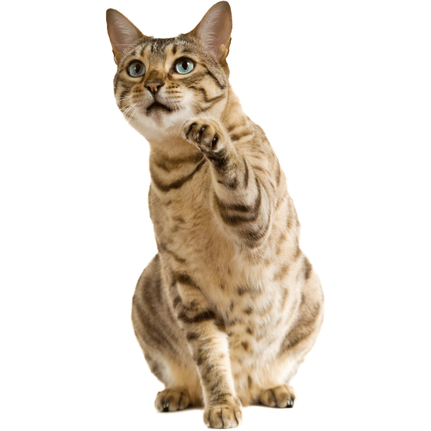 Image of a high energy Bengal which