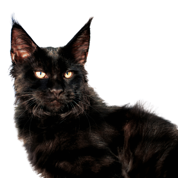 Image of an Black Maine Coon Cat