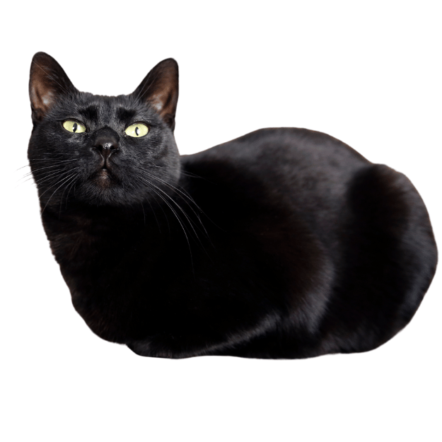 Image of a Bombay cat as one of the energetic playful cat Breeds