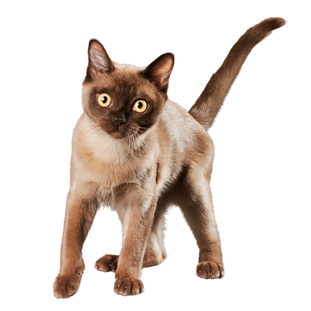 Image-of-a-Burmese-cat-as-one-of-the-calmest cat breeds