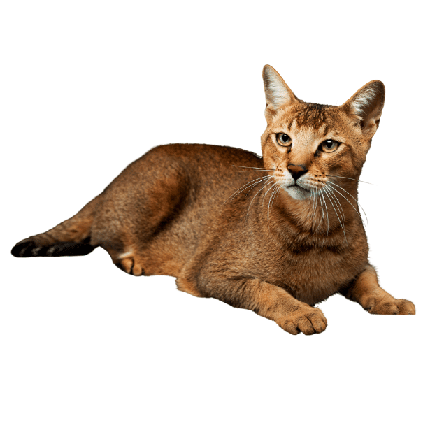 Image of a Chausie cat as one of the cat breeds with large ears