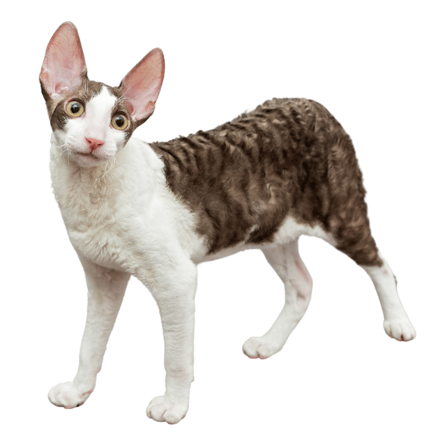 Image of a Cornish Rex cat as one of the energetic playful cat Breeds