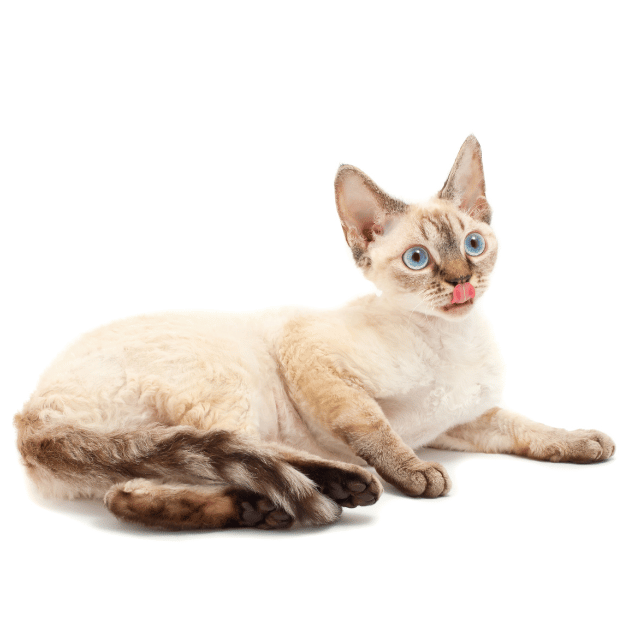 Image of a Devon Rex cat as one of the cat Breeds with big ears