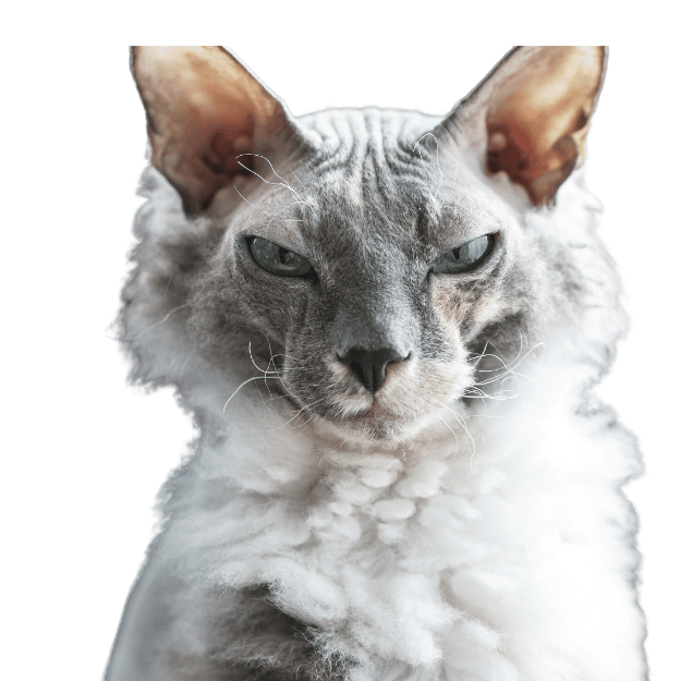 Image-of-a-Donskoy-cat-one-of-the-cat-breeds-with-big-ears