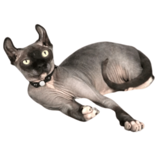 Dwelf cat breed as one of the Hairless cat breeds