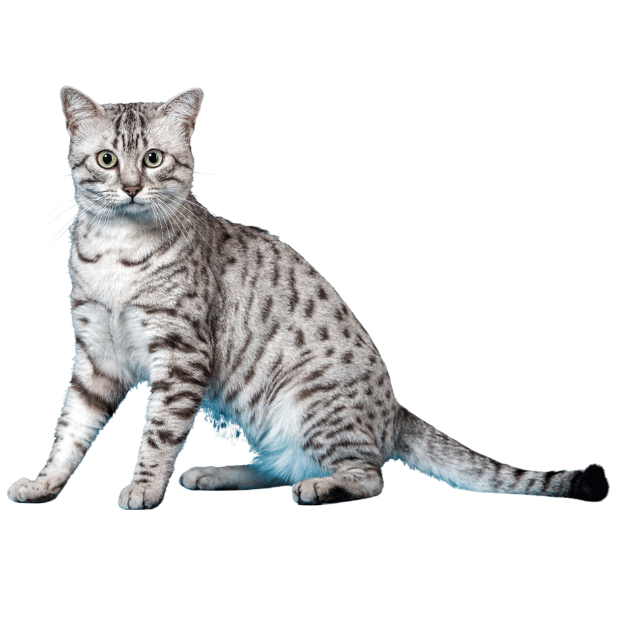 Image-of-a-Egyptian-Mau-cat-as-one-of-the-exotic cat breeds