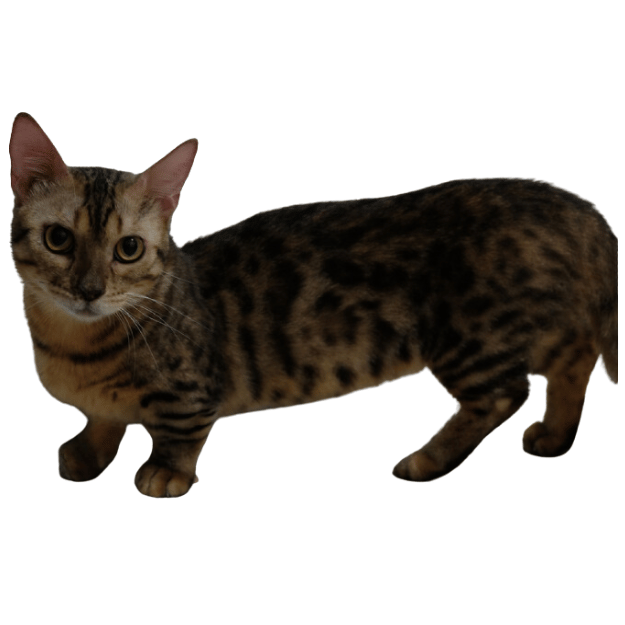 Image of a Genetta cat as one of the cats with short legs