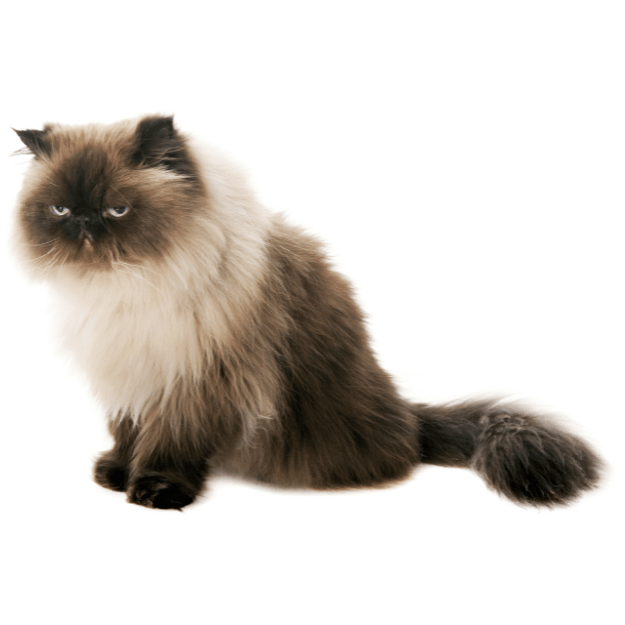 Image-of-a-Himalayan-Cat as one of the long-haired cat breeds