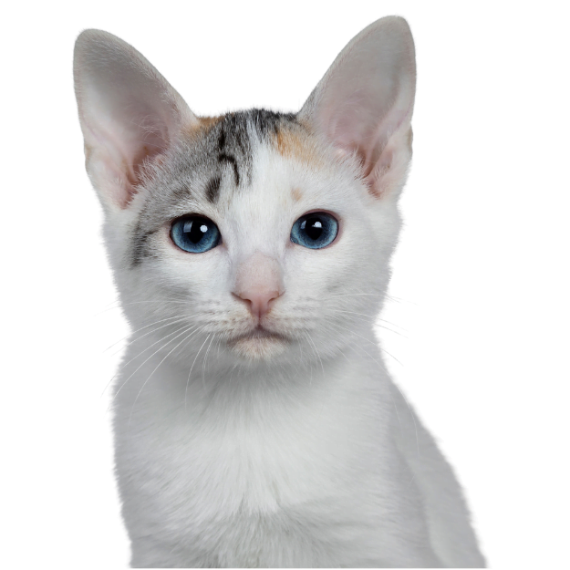 Image of a Japanese Bobtail listed as one of the best cat breeds for living alone