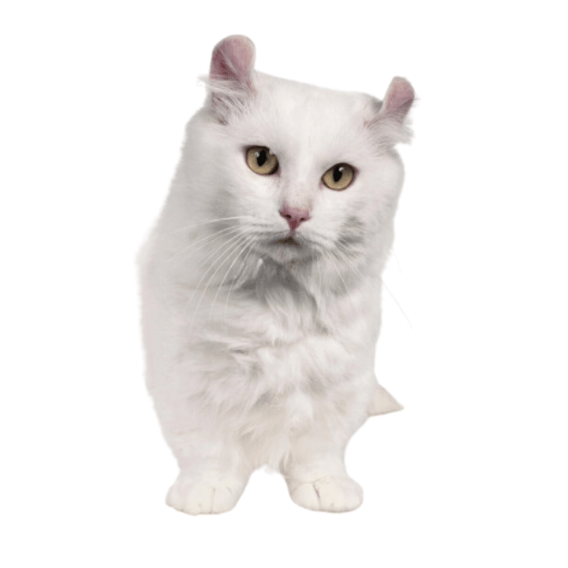 Image of a Kinkalow cat as one of the Cats with Short Legs