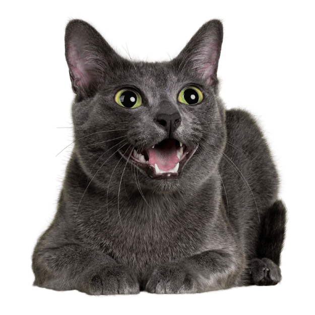 Image of a Korat cat as one of the cat breeds with large ears