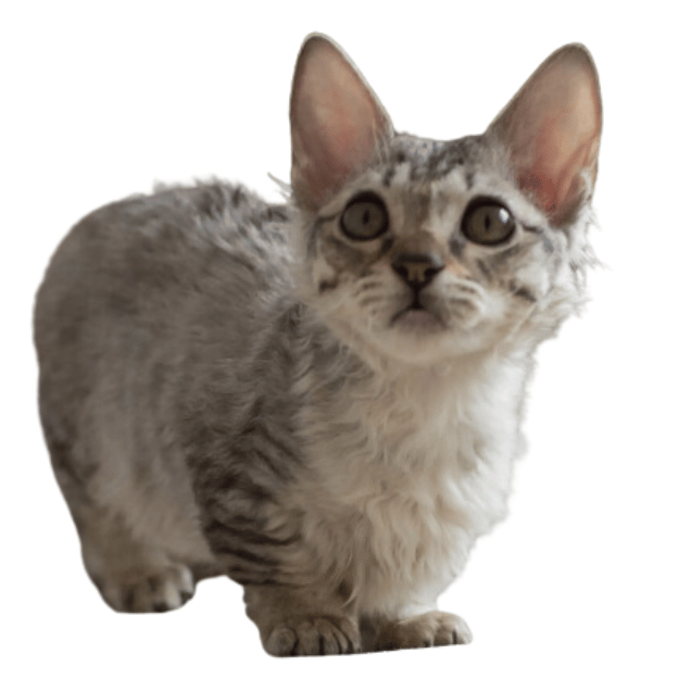 Image of a Lambkin cat as one of the Cats with Short Legs